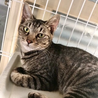 長くスラリとした脚が特徴の美にゃんこ