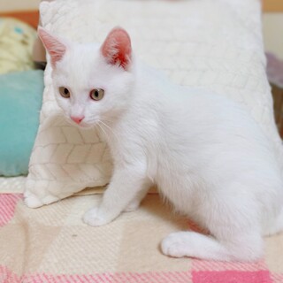 真っ白・甘えっ子男子　先住猫ちゃんOK
