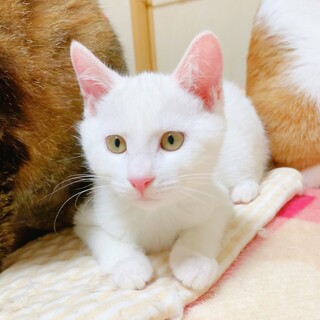 おっとり・おとなしい真っ白な女の子