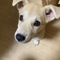 仔犬推定3ヶ月