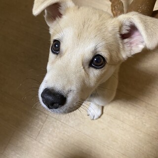 仔犬推定3ヶ月