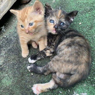 【急募】カワイイ3兄弟+1匹の子猫たち