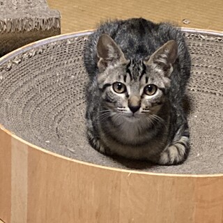 イケメンキジトラのチコリ❗️