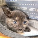 パステル系サビ　タレ目丸顔のきくのちゃん