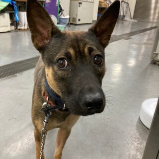 奇跡の回復梅太君→ボランティア譲渡決定！ 