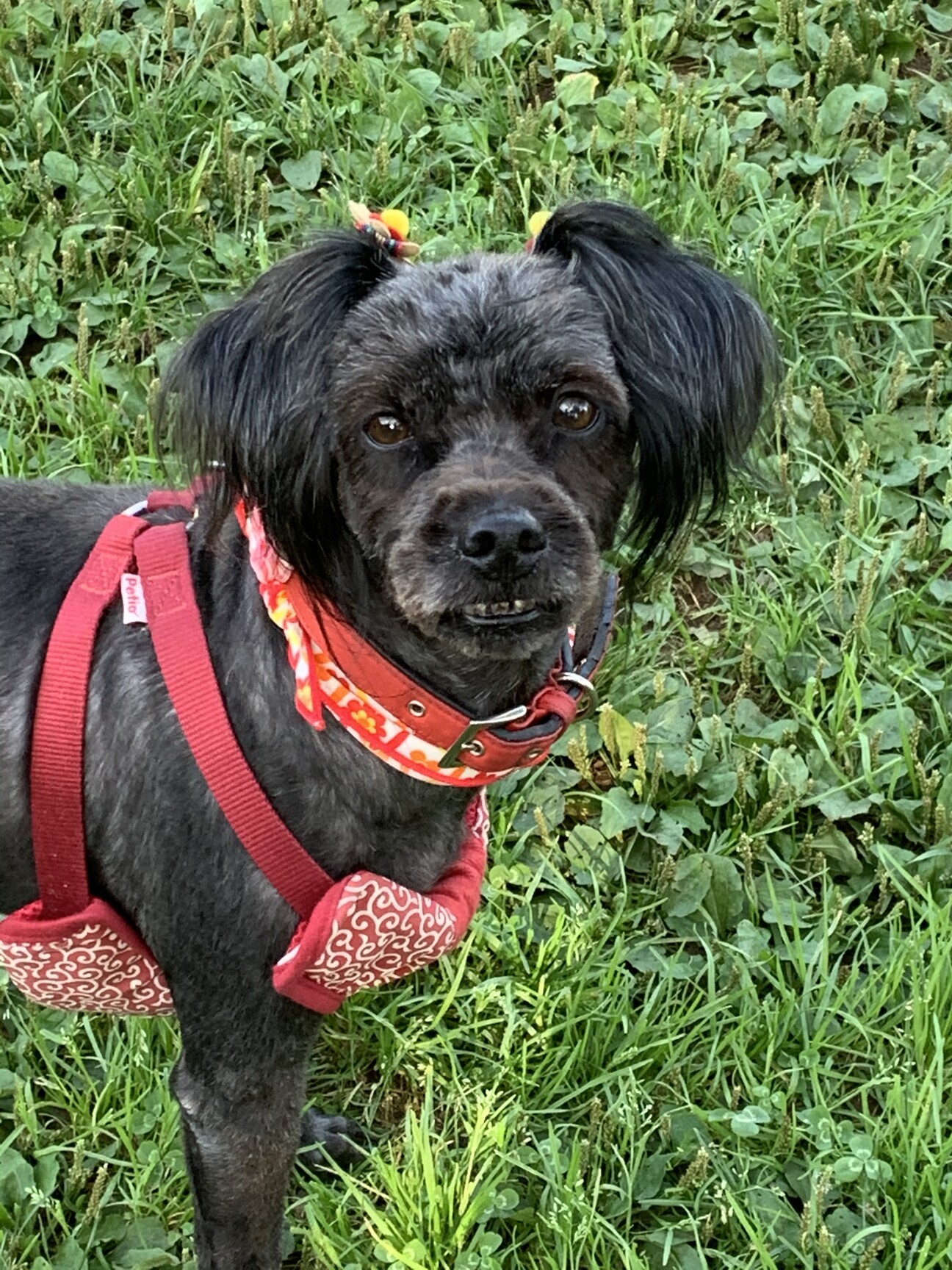 Mix 名前はゆずちゃん 茨城県 犬の里親募集 3845 ペットのおうち 月間利用者150万人