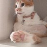 大福ミントさん