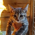 弁当屋裏で縮こまっている子猫を発見(´⊙ω⊙`)
