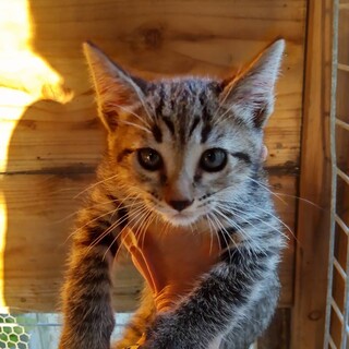 弁当屋裏で縮こまっている子猫を発見(´⊙ω⊙`)