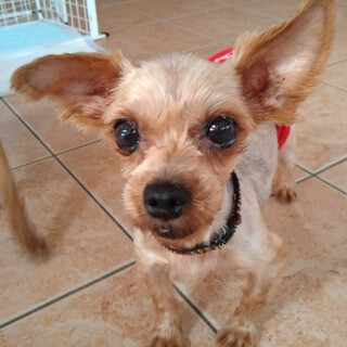 前沢（まえさわ）甘えたいけどまだシャイガール