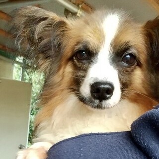 車力（しゃりき）ボクはダンディなのさ★