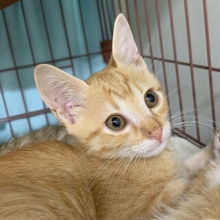 助けてください！子猫の里親募集中　茶トラ