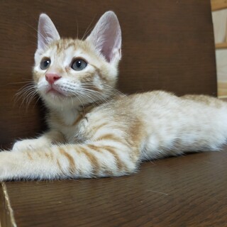 譲渡決定❗人馴れ抜群♡明るめ色の茶トラ男子