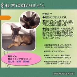 倉敷市保健所HPから→全頭譲渡決定！