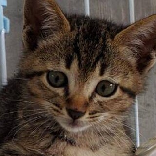 生後2か月★おまがり猫のみけおくん(県外可)