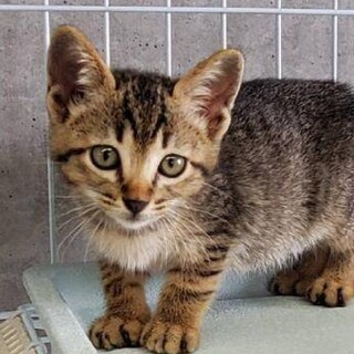 生後2か月★美トラのりこちゃん(東海圏)