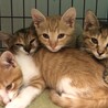 助けてください！子猫の里親募集中　茶トラ サムネイル3