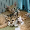 助けてください！子猫の里親募集中　茶白 サムネイル2