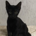 人懐こくてめちゃ可愛い黒猫メスニャン♀