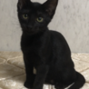 人懐こくてめちゃ可愛い黒猫メスニャン♀ サムネイル3