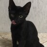 人懐こくてめちゃ可愛い黒猫メスニャン♀ サムネイル4