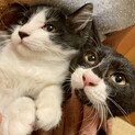 生後3ヶ月頃の兄妹です(=^x^=)