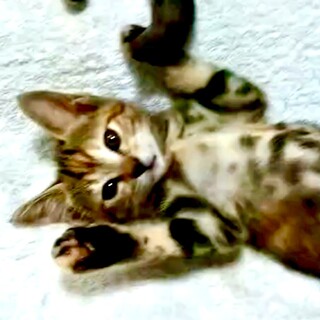 仔猫メス　1.5ヶ月　人馴れしてます