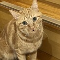 アメショ風♪ヤンチャな男の子♡トト君です♪
