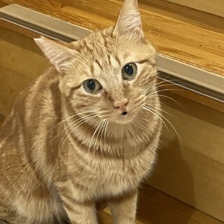 アメショ風♪ヤンチャな男の子♡トト君です♪