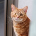 立ち耳スコティッシュ♂