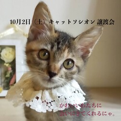 ＊キャットソシオン譲渡会＊第113回