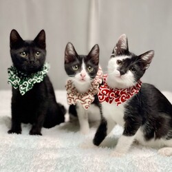 ＊キャットソシオン譲渡会＊第113回 サムネイル2