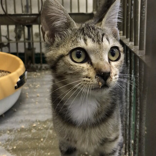 追記あり／３匹の子猫たちに温かいおうちを