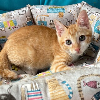 甘えん坊のおっとりさん、イケメン健康優良児