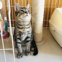 5月生まれの元気な仔猫兄弟♡