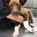 生後3か月仔犬 男の子