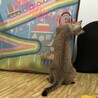みーたんにゃんこ