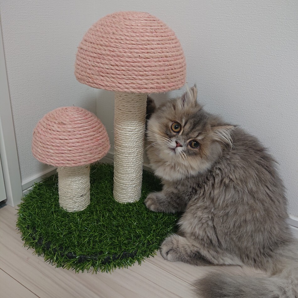 チャイのカバー写真