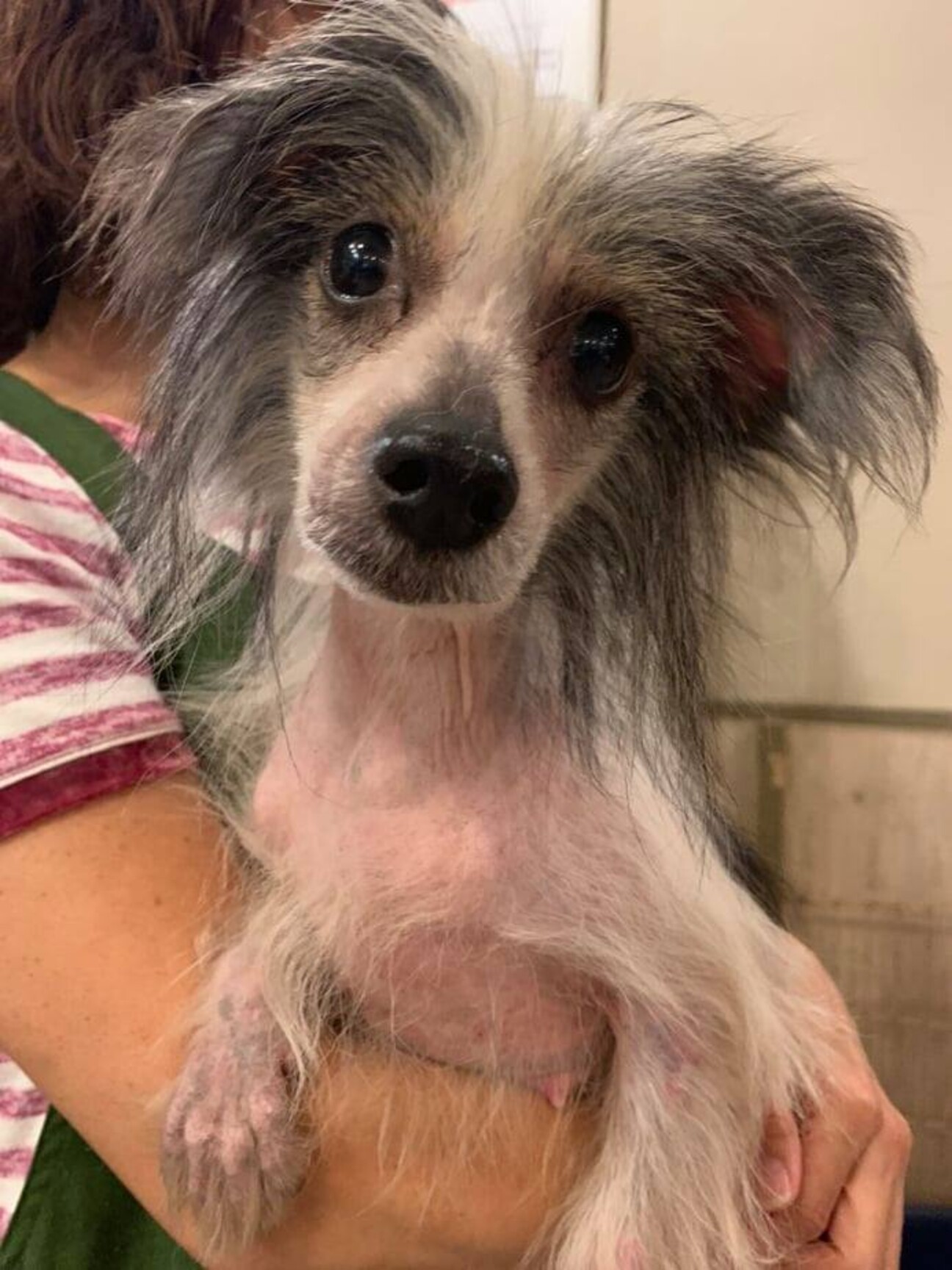 保護っこチャイニーズクレ 兵庫県 犬の里親募集 ペットのおうち 月間利用者150万人