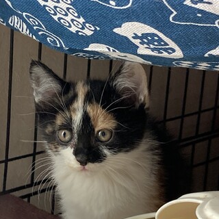 三毛ちゃん♪