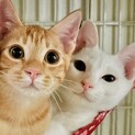 【兄弟】タレ目の茶トラ・真っ白美猫の白