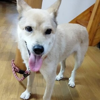 常総市の犬の里親募集情報まとめ ペットのおうち 月間利用者150万人