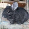チンチラの女の子 　決まりました サムネイル1