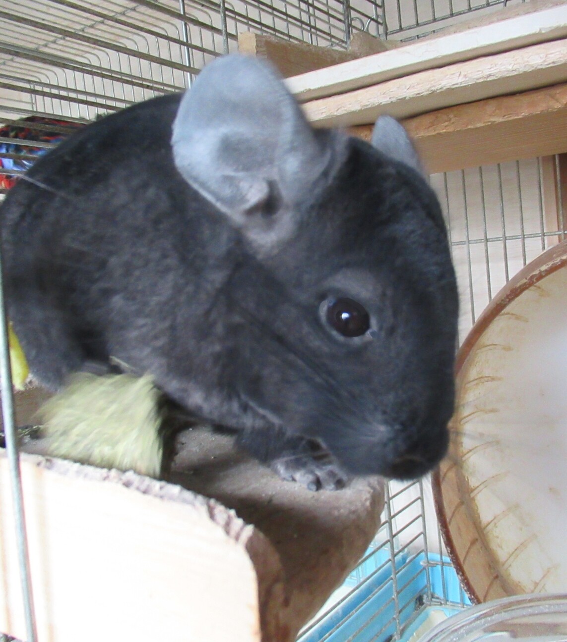 チンチラの女の子 　決まりました サムネイル2