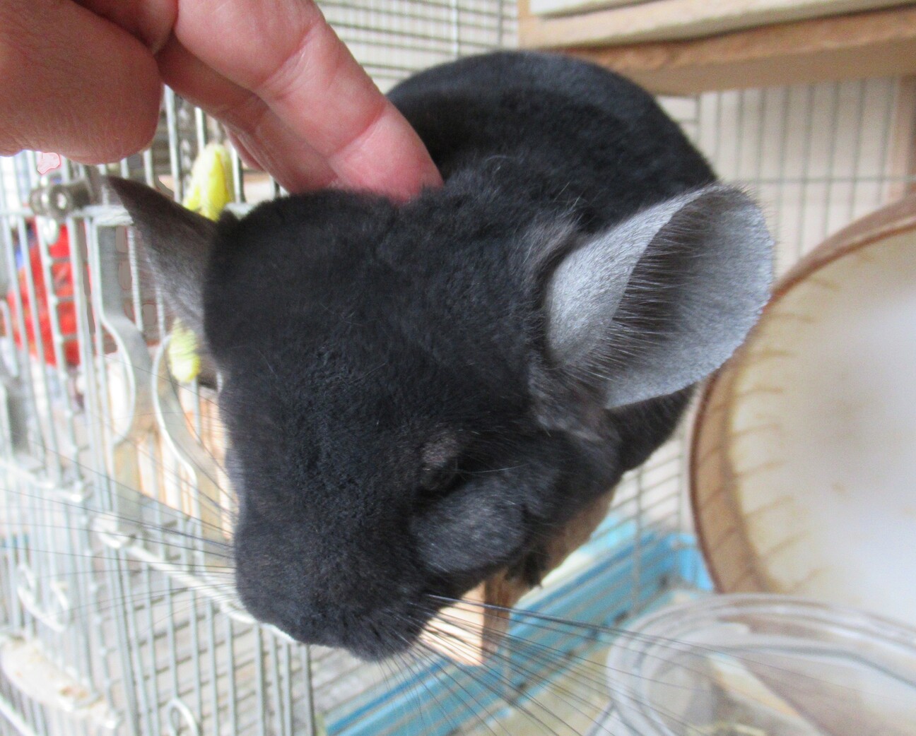 チンチラの女の子 　決まりました サムネイル3