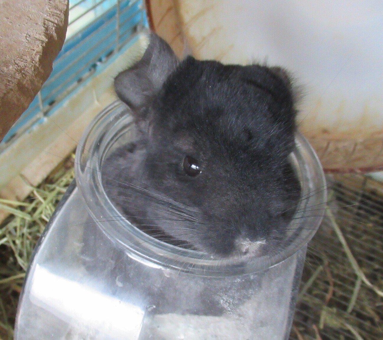 チンチラの女の子 　決まりました サムネイル4