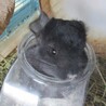 チンチラの女の子 　決まりました サムネイル4