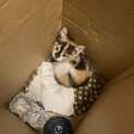 ボンネットから子猫が！