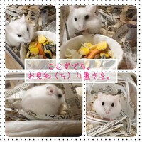 こむぎ