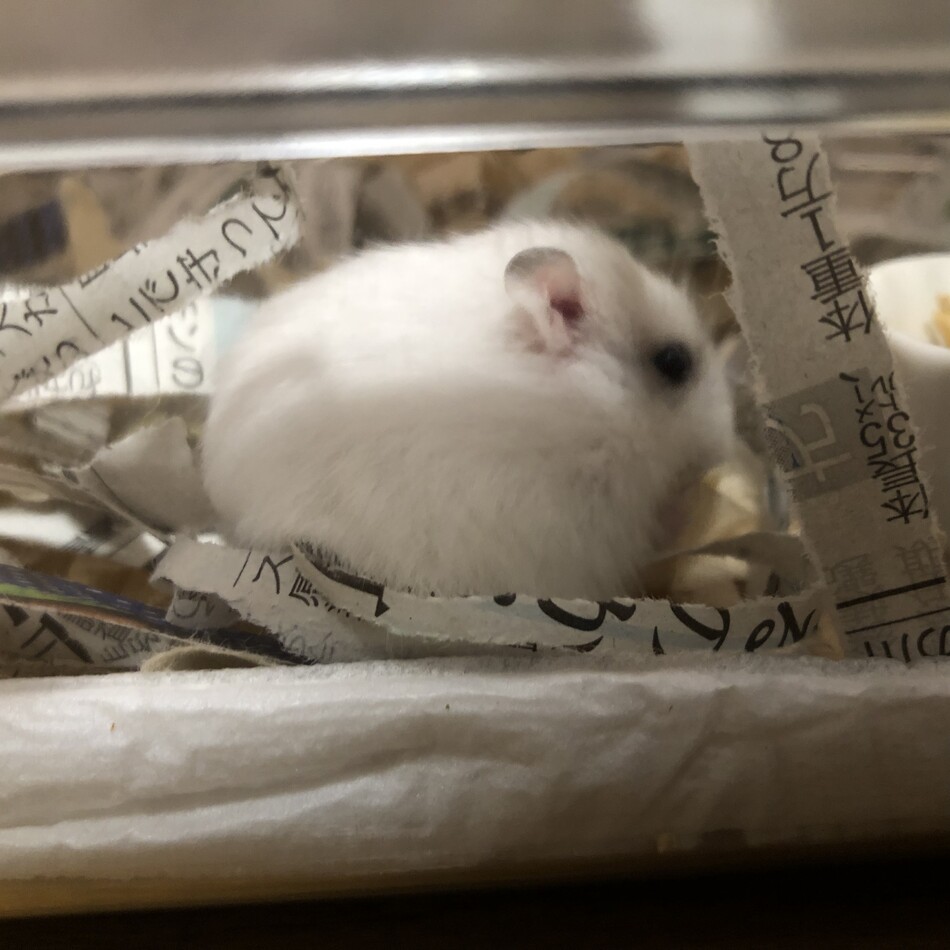 こむぎのカバー写真